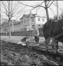 Additional agricultural production in the city; 1941