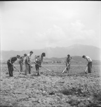 Agricultural service, apprentices hoeing fields; 1943