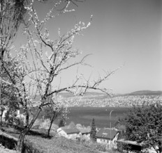 Municipality on Lake Zurich, 1946