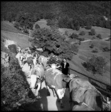 Alpine descent in the Justistal, 1958