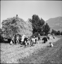Harvesting ears of grain; gleaning, hay wagon, haystack; 1945