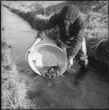 Electrofishing, sewer in Valais 1956