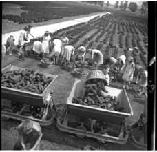 Peat mining during World War II, Ins Anet 1942