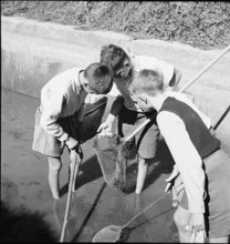 Boys catching fish with a net, Aarau 1944