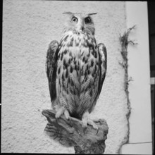 Stuffed eagle owl, 1954