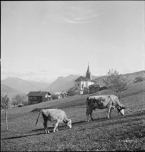 Cows in the pasture, Eischoll, 1945