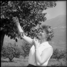 Apricot harvest in Valais, 1959