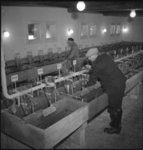 Fish hatchery of the canton of Neuchâtel near Colombier, breeding tank 1948