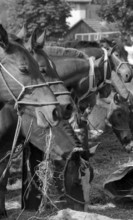 Horse market of ChaindonReconvilier, 1969