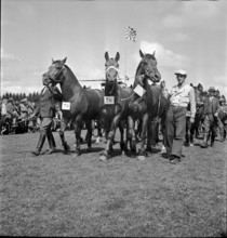 37th Marché Concours Saignelégier, 1940