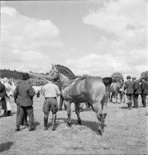 38th MarchéConcours Saignelégier, demonstration, 1941