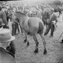 Horse market of ChaindonReconvilier, demonstration, 1941