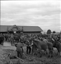 38th MarchéConcours Saignelégier, horse market, 1941