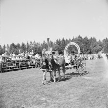 59th MarchéConcours Saignelégier, horseshoe carriage, 1962