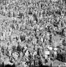 Horse market of ChaindonReconvilier, 1959