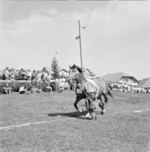 55th MarchéConcours Saignelégier, horse Daguerette, 1958