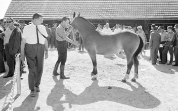 59th MarchéConcours Saignelégier, awards, 1962