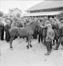 42nd MarchéConcours Saignelégier, horse market, 1945