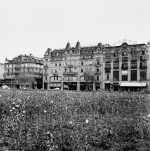 Field, blooming opium poppies on the Sechseläutenwiese; 1941