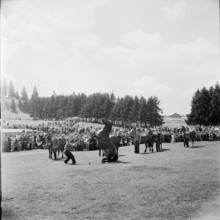 57th MarchéConcours Saignelégier, rearing stallion, 1960