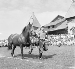 55th MarchéConcours Saignelégier, stallion Rabbin, 1958