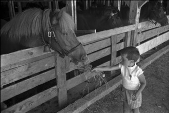 59th MarchéConcours Saignelégier, horse in the stable, 1962