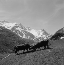 Cow fight on the Alp, 1955