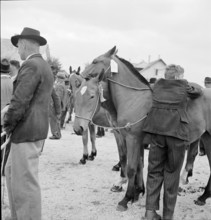 46th Marché Concours Saignelégier, 1949