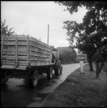 Transport to the Veiling, fruit auction in Burgdorf 1960