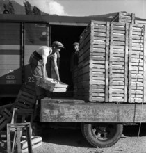 Loading strawberry crates onto the railway, 1942