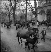 Horse blessing in Turtmann, 1956