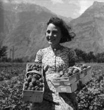 Girls harvesting strawberries in Saxon, 1942