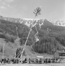 Erection of the Maypole in PrazdeFort, 1954