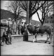 Children admire bull in Valais village, 1954