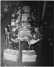 Women preparing fruit for drying, 1946
