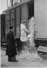 WW2: Geneva border, goods inspection, 1943