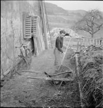 WWII: Rural Aid; voluntary student, dung heap, 1940