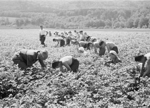 WW2: Battle of Cultivation; Searching for potato beetles, common land 1942