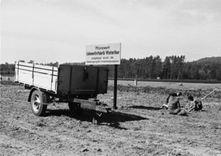 WW 2: cultivation battle; Potato harvest, Flaach 1942