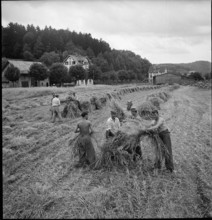 WW 2: soldiers, oat crop, Allmend 1942.
