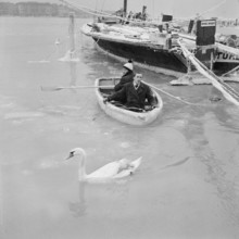 Swan-rescue.