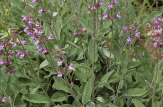 Floweirng sage.