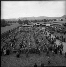 Busy activity at the breeding bull market Zug 1962.