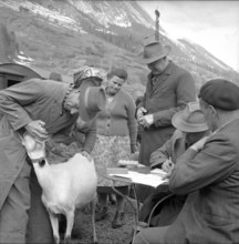 Goat infected by the malta fever in the Ferret valley, 1958.