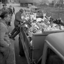 Goats infected by the malta fever in the Ferret valley, 1958.