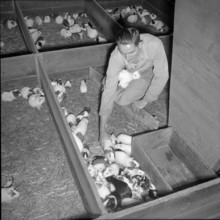 Swiss serum and vaccination Institute, guinea pigs 1956.
