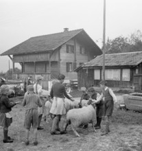 Separation of the sheep in autumn, 1941.
