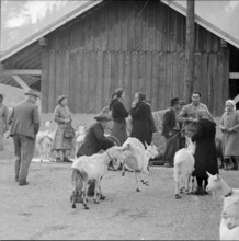 Goats infected by the malta fever in the Ferret valley, 1958.