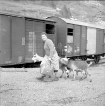 Farmer with goats infected by the malta fever, 1958.