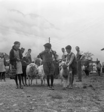 Separation of the sheep in autumn, 1941.